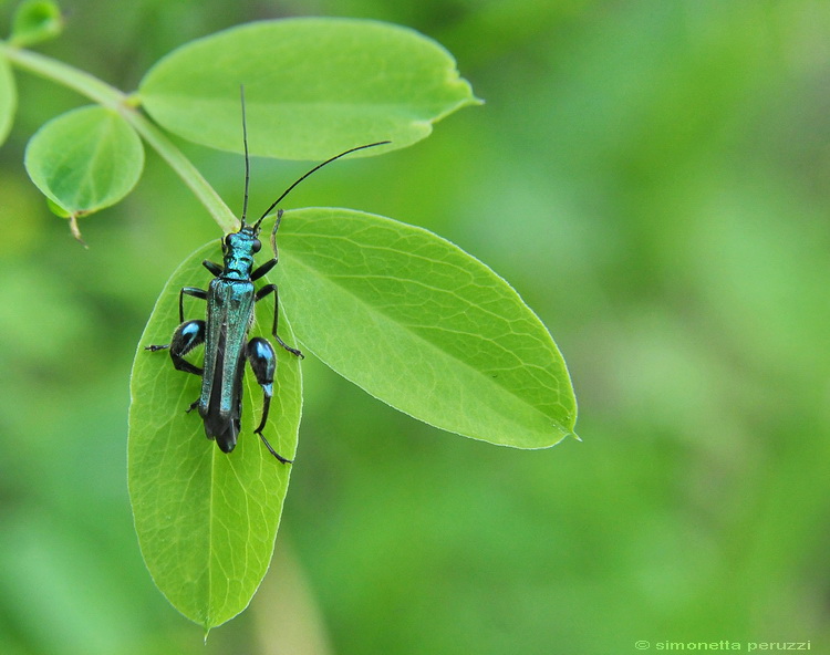 Oedemera virescens  maschio? nobilis